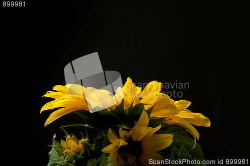 Image of Sunflower Helianthus annuus