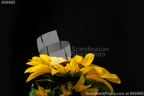 Image of Sunflower Helianthus annuus