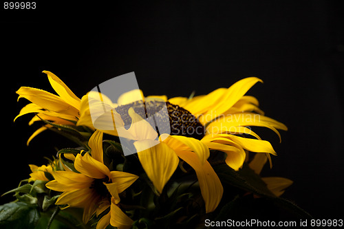 Image of Sunflower Helianthus annuus