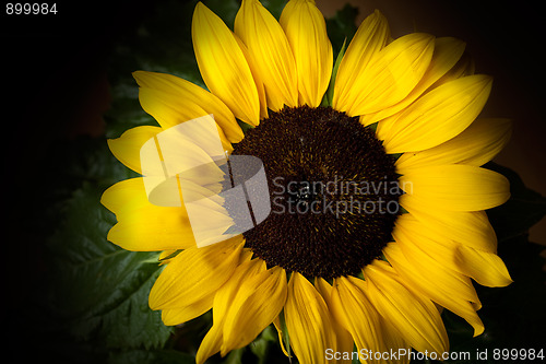 Image of Sunflower Helianthus annuus