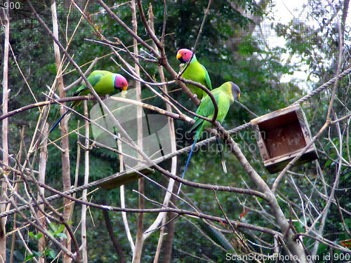 Image of Parrots