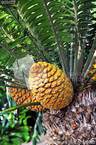 Image of Cycad cone, Encephalartos Transvenosus - Monte Palace botanical garden, Monte, Madeira