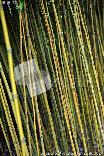 Image of Bamboo jungle - Monte Palace botanical garden, Monte, Madeira