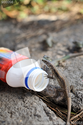 Image of Viviparous lizard and plastic bottle – environment - concept