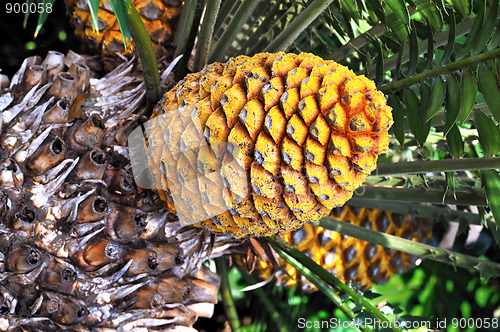 Image of Cycad cone, Encephalartos Transvenosus - Monte Palace botanical garden, Monte, Madeira