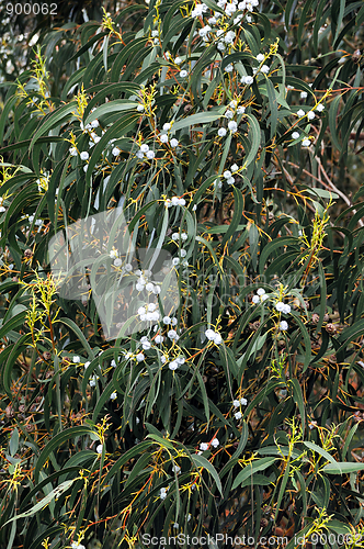 Image of Eucalyptus, Gum Tree, north of Madeira island,  Portugal