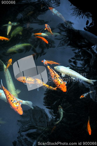 Image of Monte Palace Tropical Garden – Koi Carp – Monte, Madeira