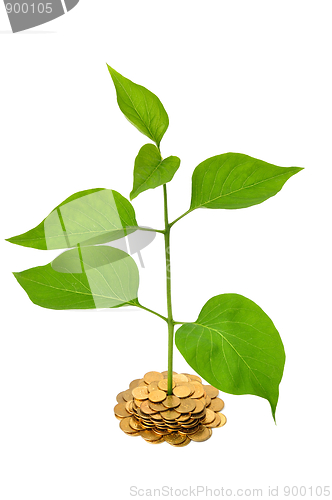 Image of Plant and Coins