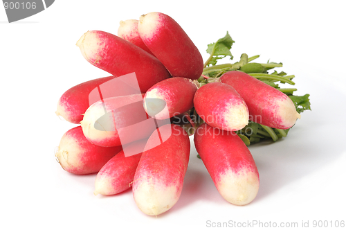 Image of Radish