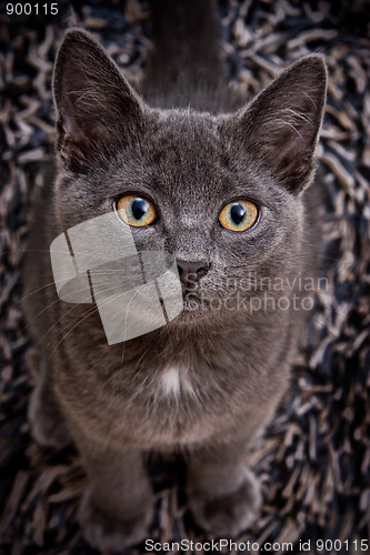 Image of cute gray cat
