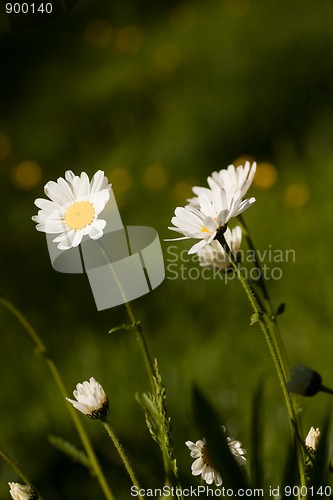 Image of Daisies