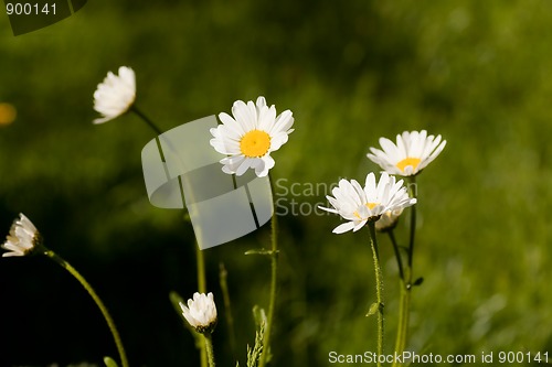 Image of daisies