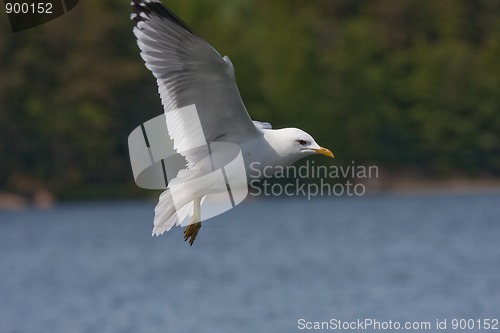 Image of Seagull in flight