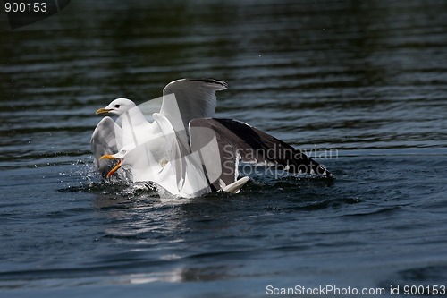 Image of Fighting seagulls