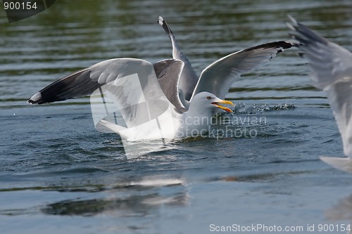 Image of Fighting gulls