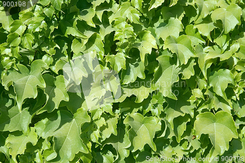 Image of Ivy texture