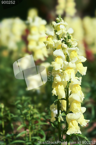 Image of snapdragon flowers