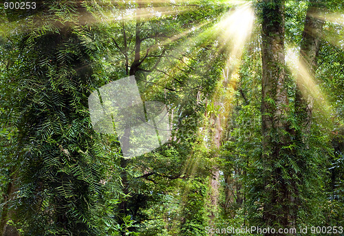 Image of sunshine through trees in rain forest