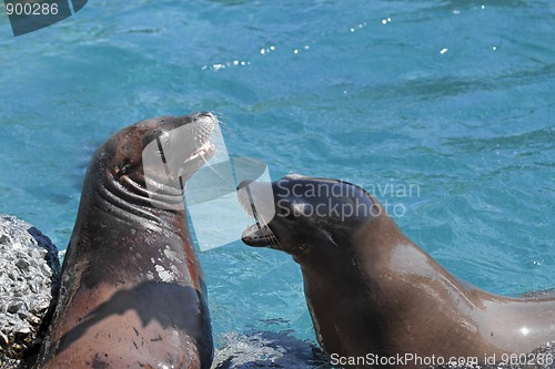 Image of Sea lions