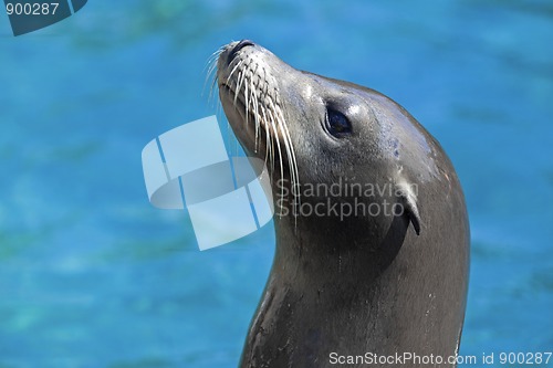 Image of Sea lion