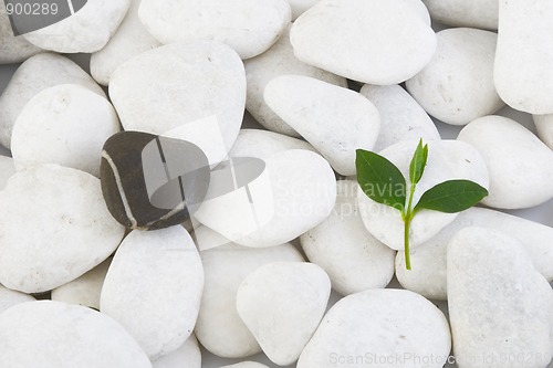 Image of white stones and green leaf