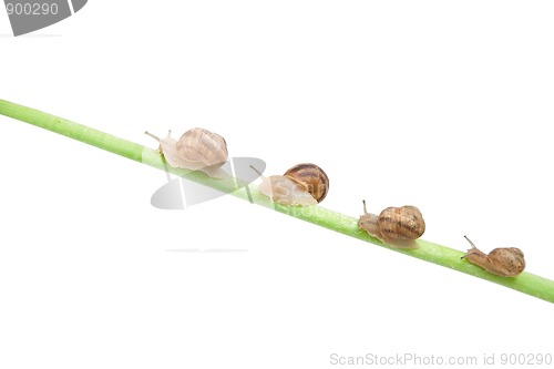 Image of family of snail climbing