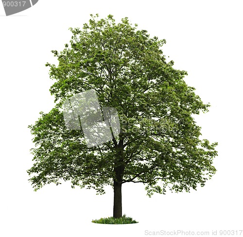 Image of Isolated mature maple tree
