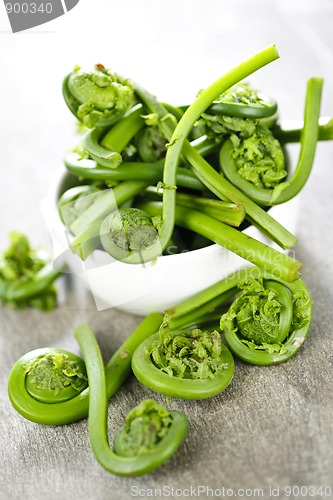 Image of Fiddleheads