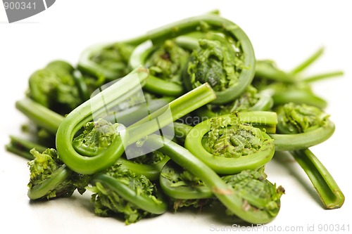 Image of Fiddleheads