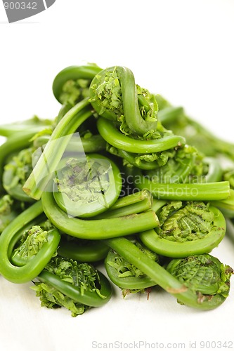 Image of Fiddleheads