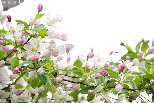 Image of Apple blossoms