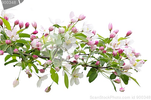 Image of Blooming apple tree branch