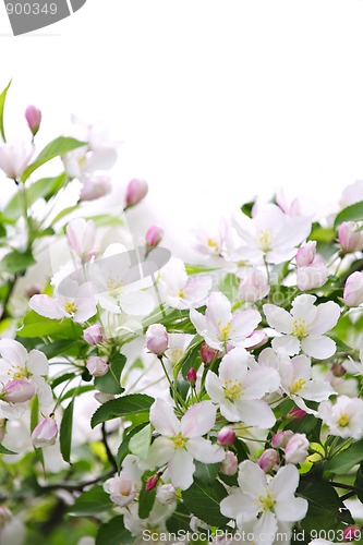 Image of Apple blossoms background