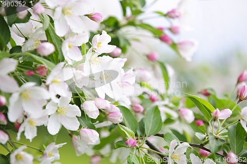 Image of Blooming apple tree