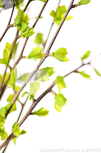 Image of Branches with green spring leaves