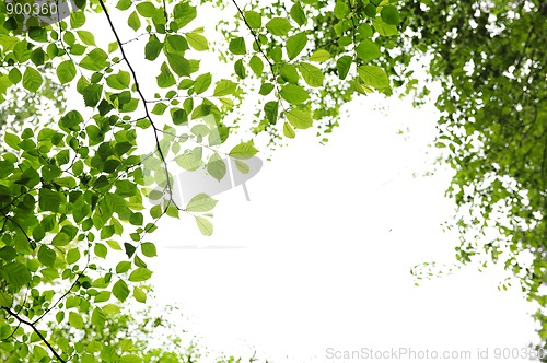 Image of Green spring leaves on white background