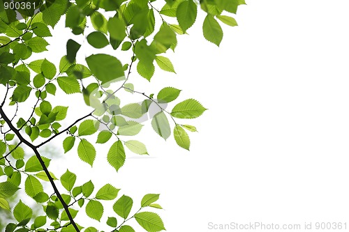 Image of Green spring leaves on white background