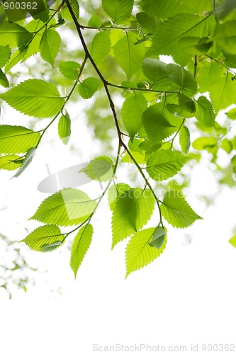 Image of Green spring leaves on white background