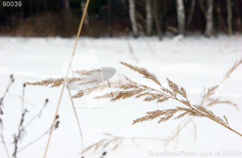 Image of Dead grass under snow