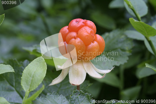 Image of Cloudberry 