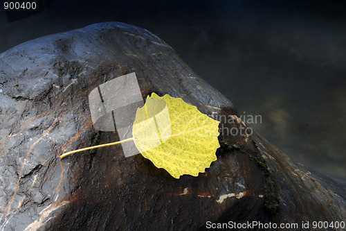 Image of yellow leaf