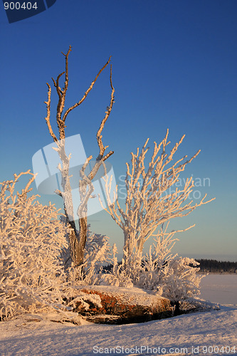 Image of Winter landscape