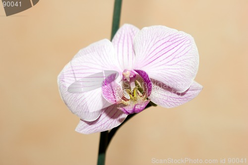 Image of Orchid