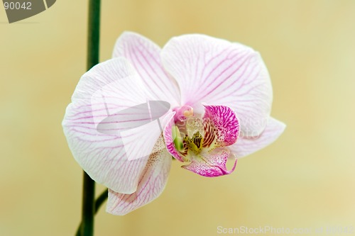 Image of Orchid