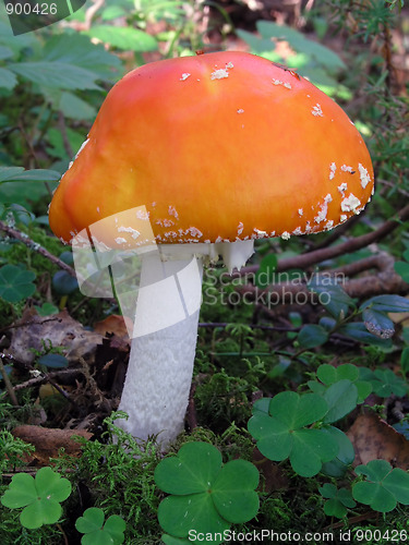 Image of Mountain fresh mushroom