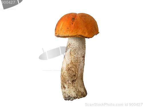 Image of Fresh mountain mushroom 