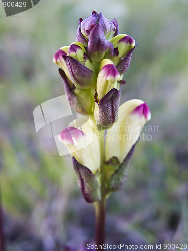 Image of Beautiful budding orchid 