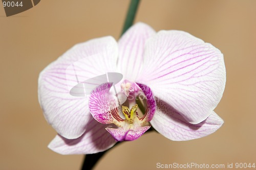 Image of Orchid