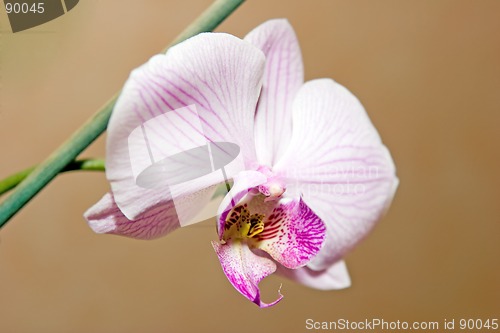 Image of Orchid