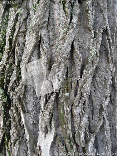 Image of Tree bark texture 